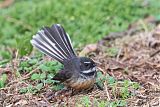 New Zealand Fantail